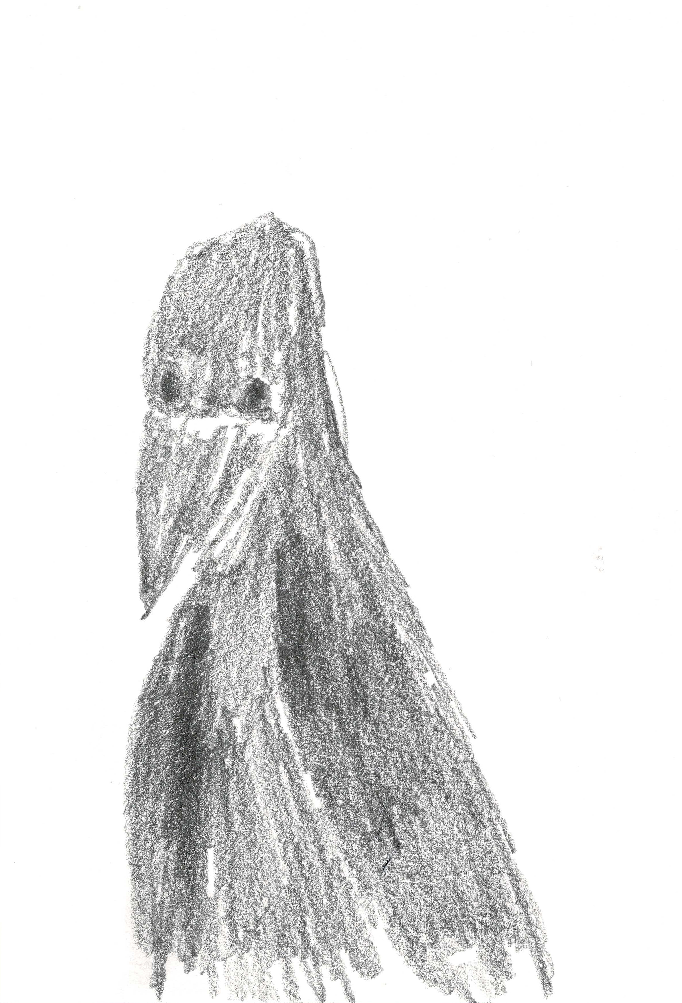 pencil drawing of a pigeon's upper half