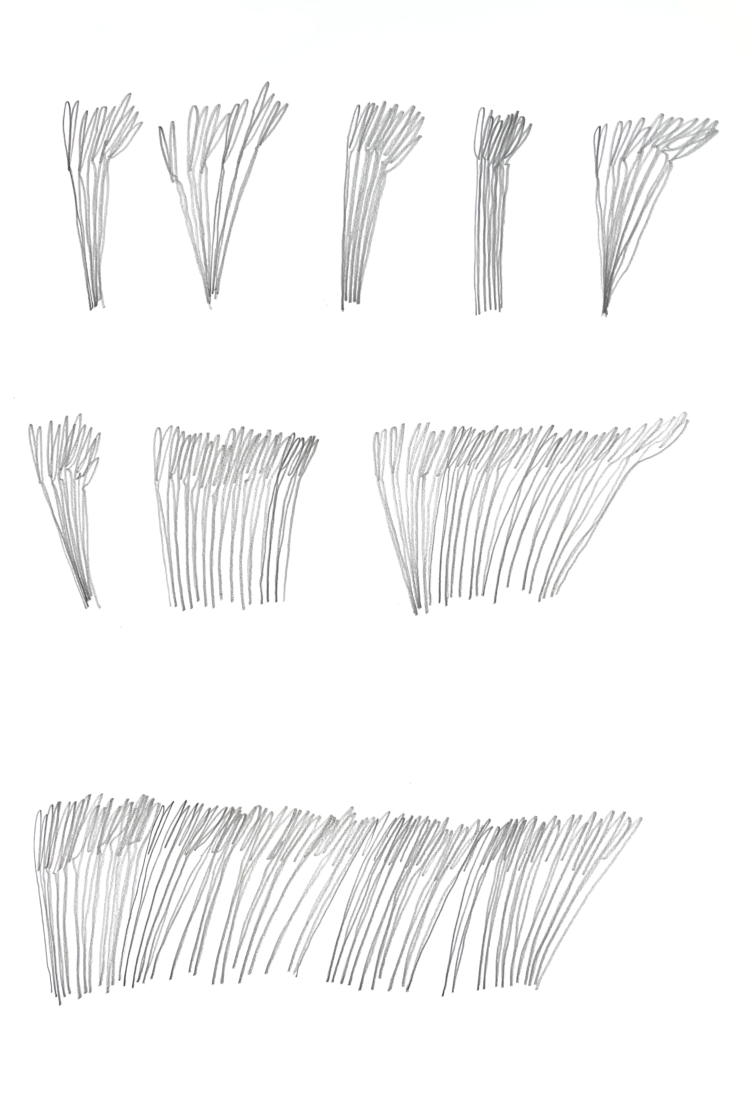 pencil drawings of groups of reeds in various widths