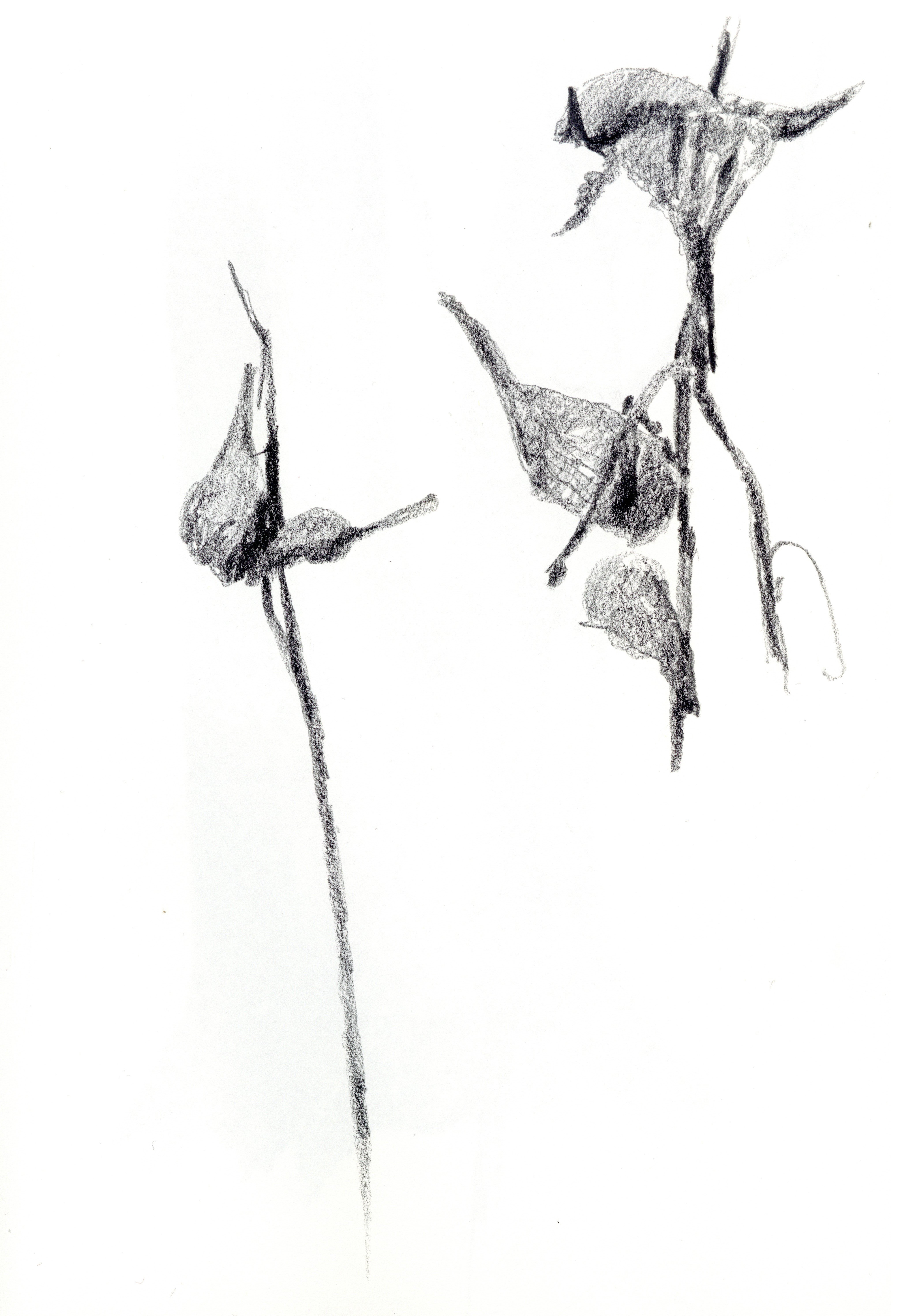 pencil drawing of two seed pods