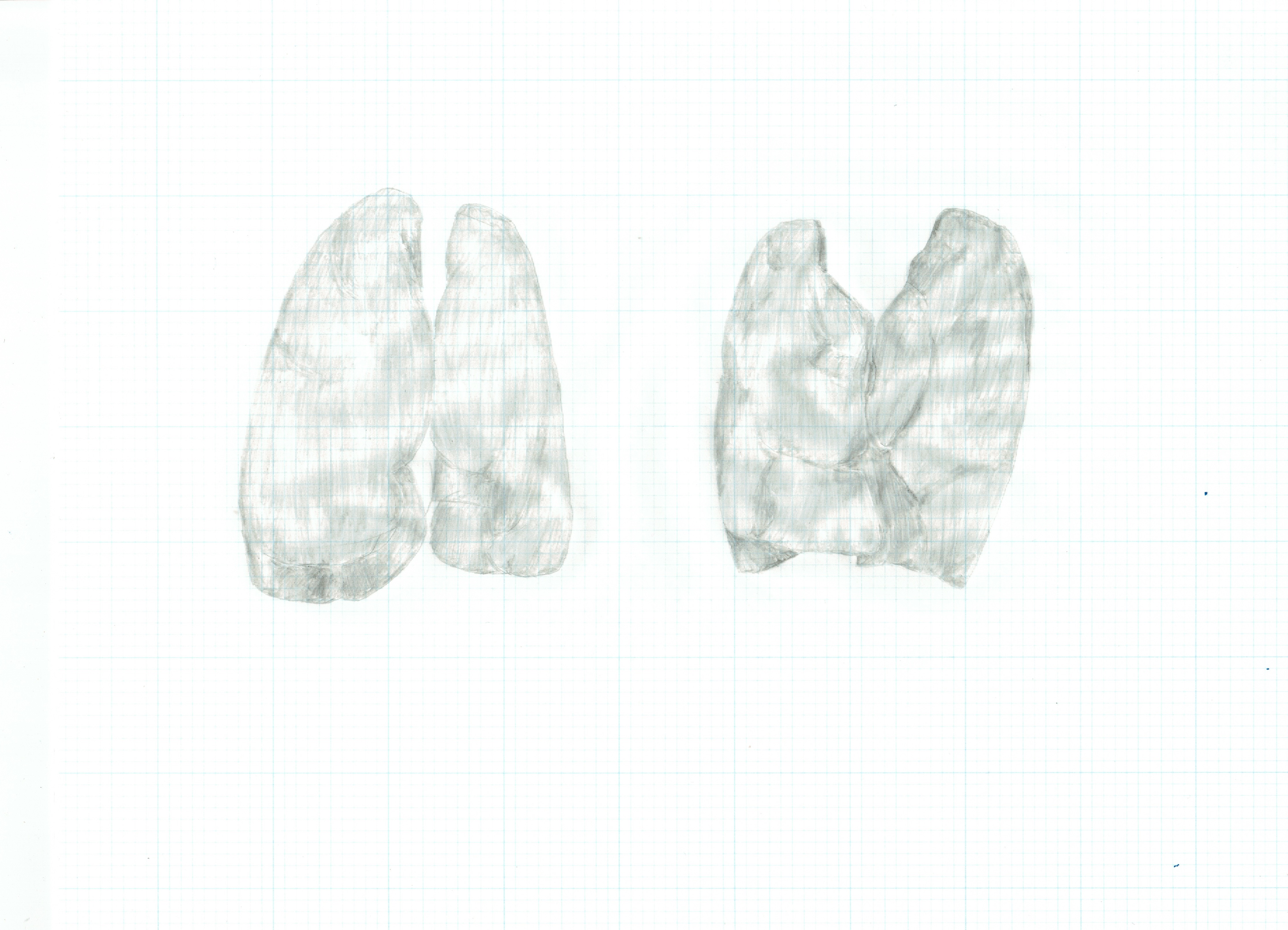 pencil drawing of two pairs of lungs side by side