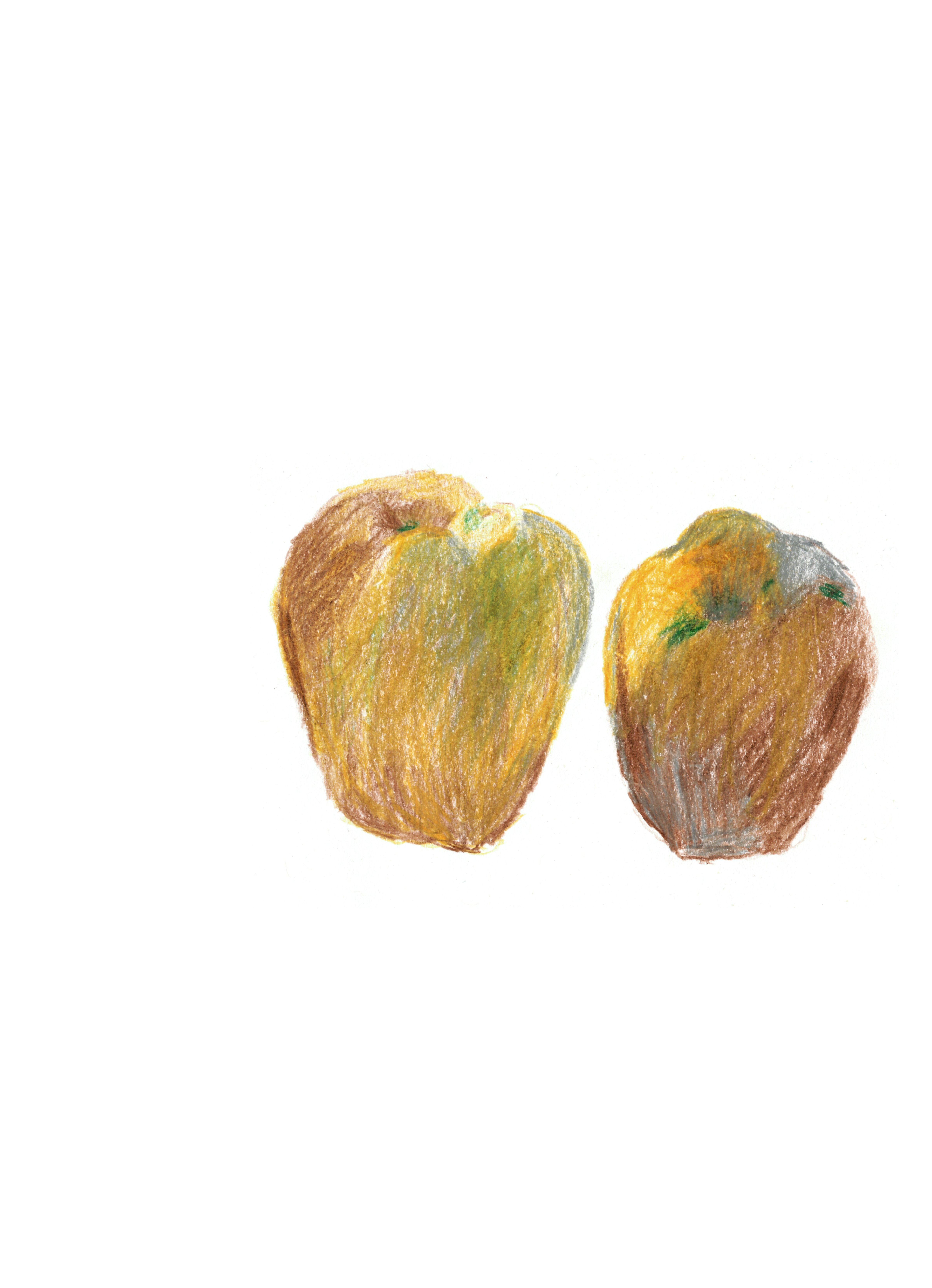 colored pencil drawing of two apples side by side drawn with yellow, red, green, and silver