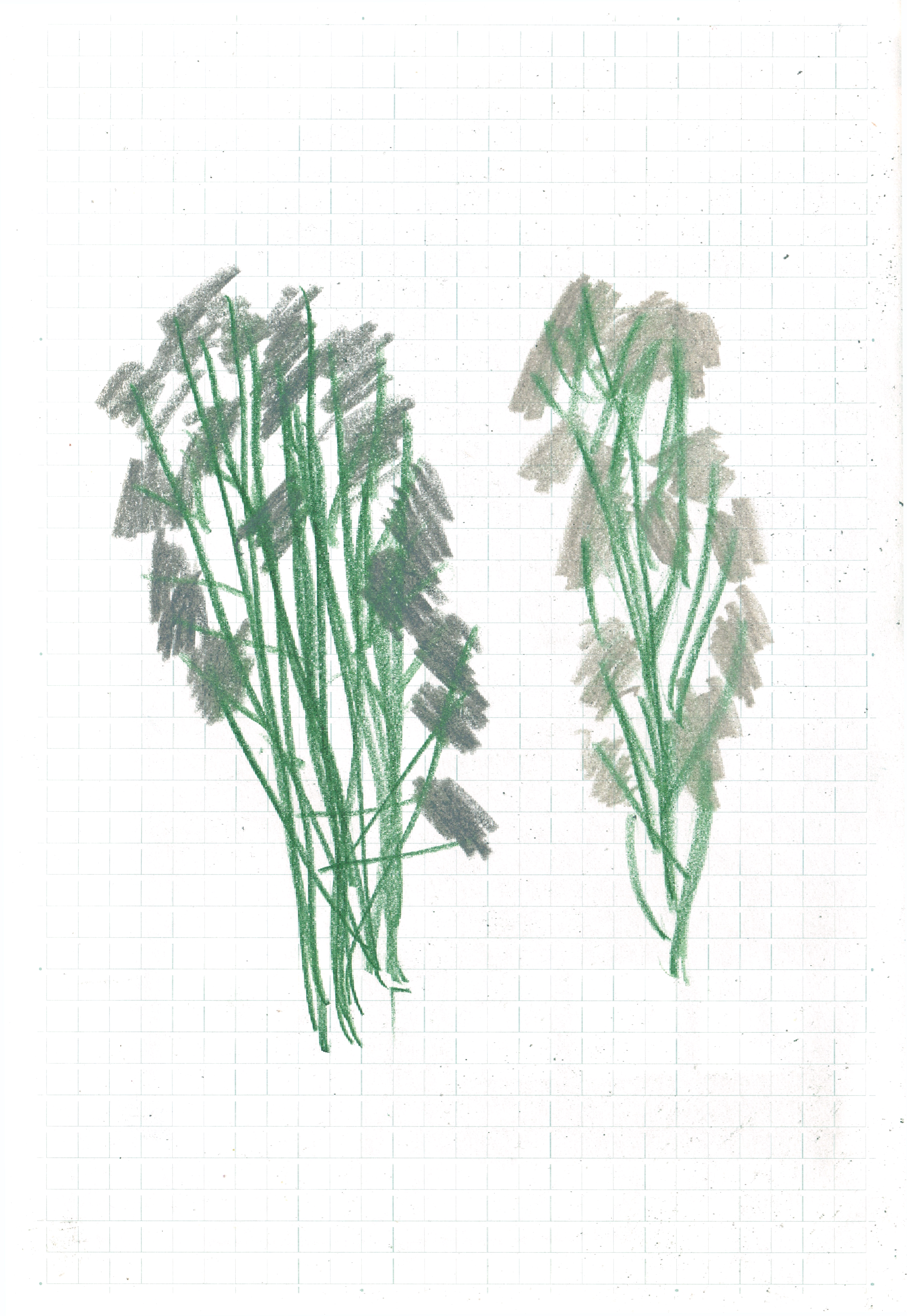 pencil drawing of two flower bouquets with green stems and grey scribbled flowers