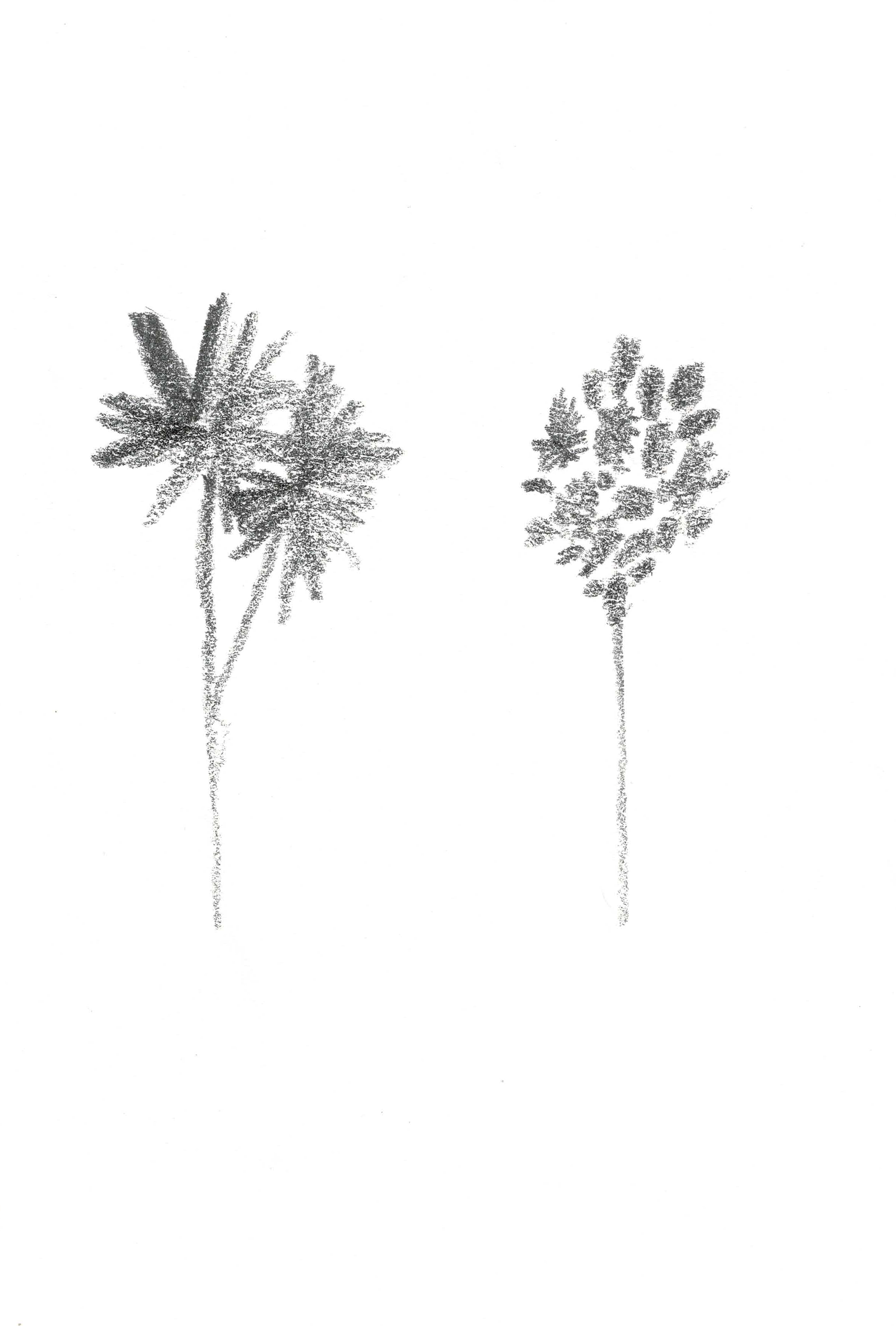 two flower bouquets drawn in pencil side by side