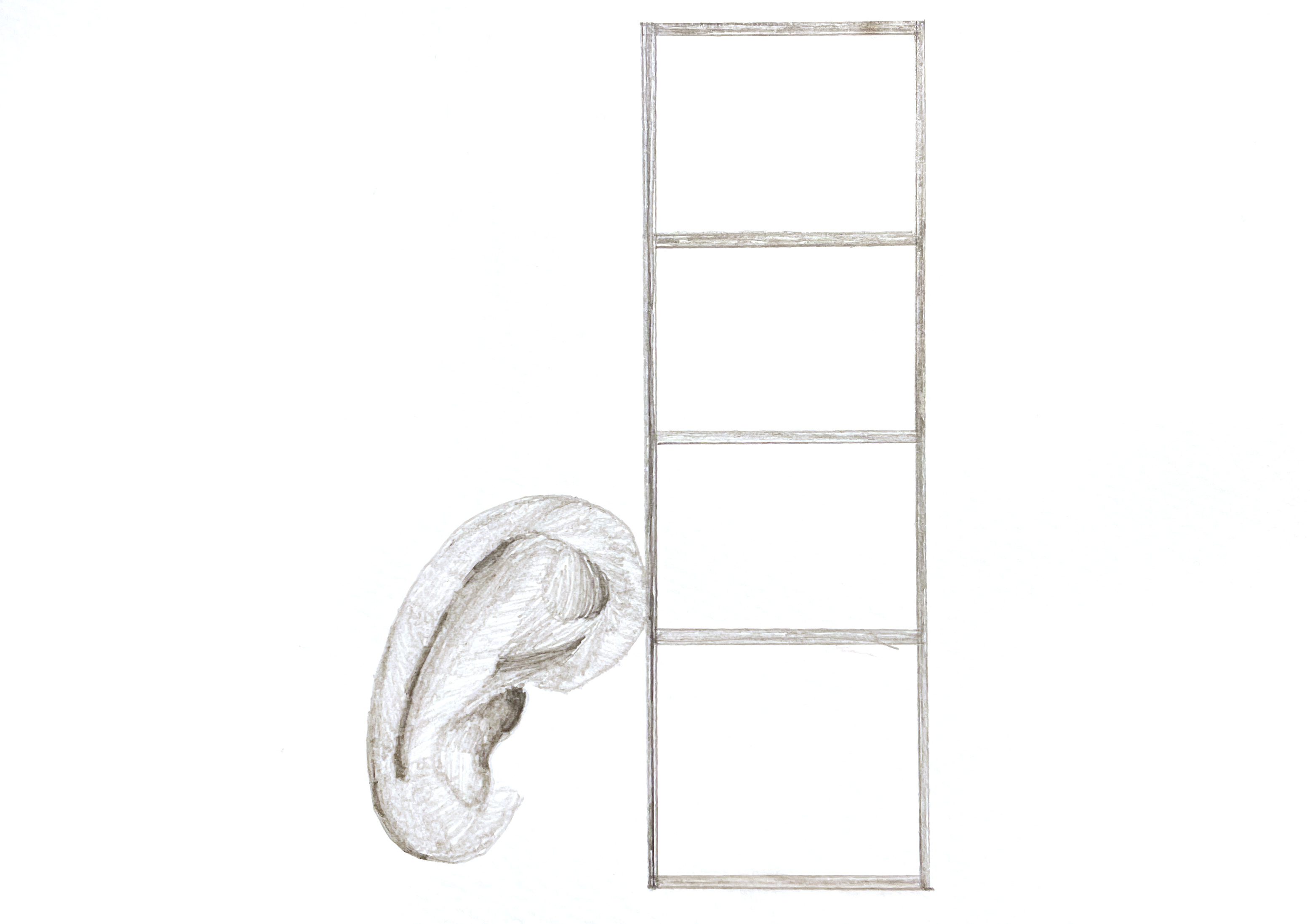 pencil drawing of a detached ear leaning against a rectangular shelf