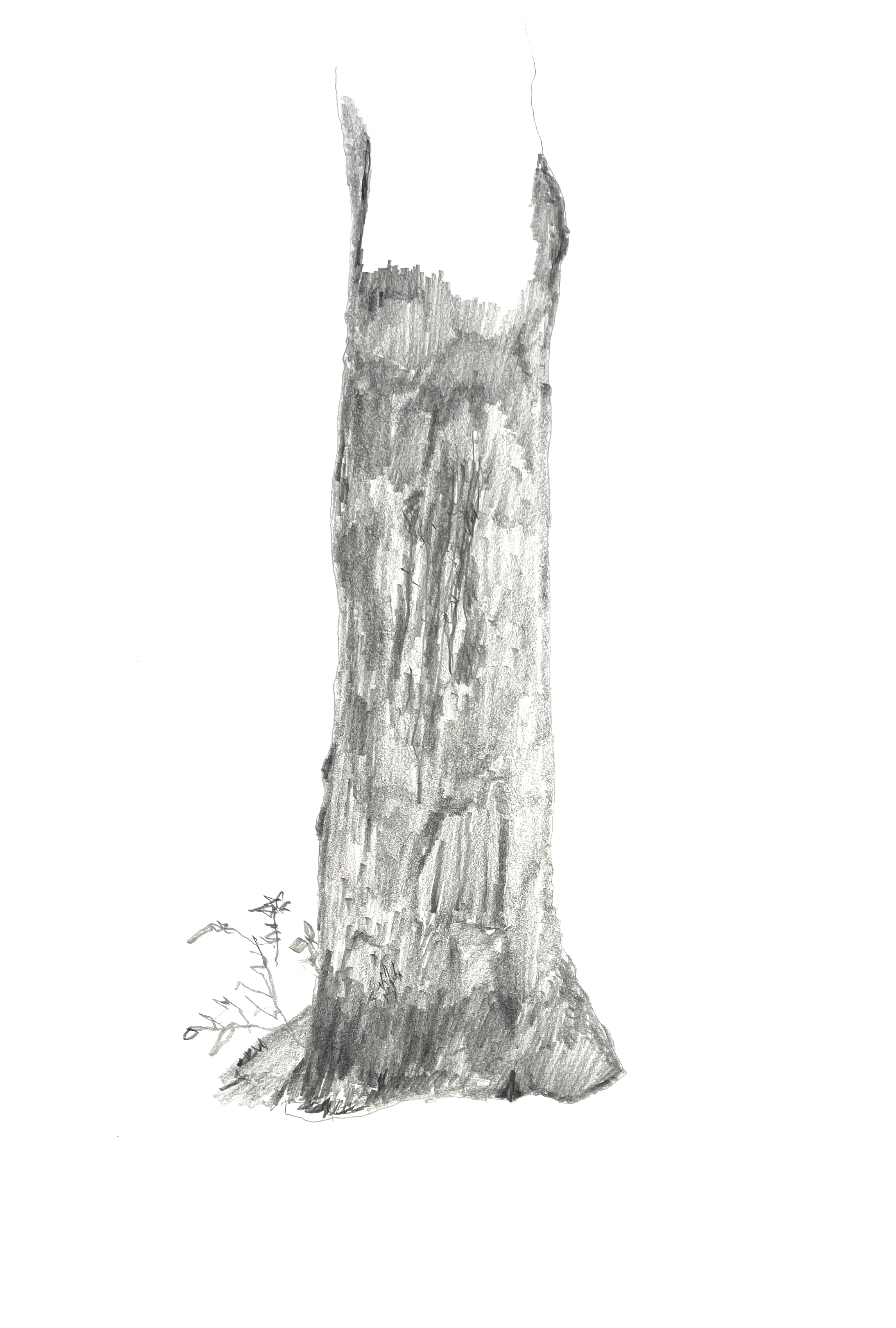 pencil drawing of a tree trunk, shaded in broad strokes